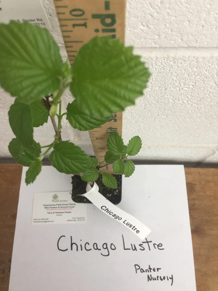 Chicago Lustre Viburnum Shrub – Live Plant – 2.5" Pot – 10-18" Tall – Zones 5-8 - Image 6