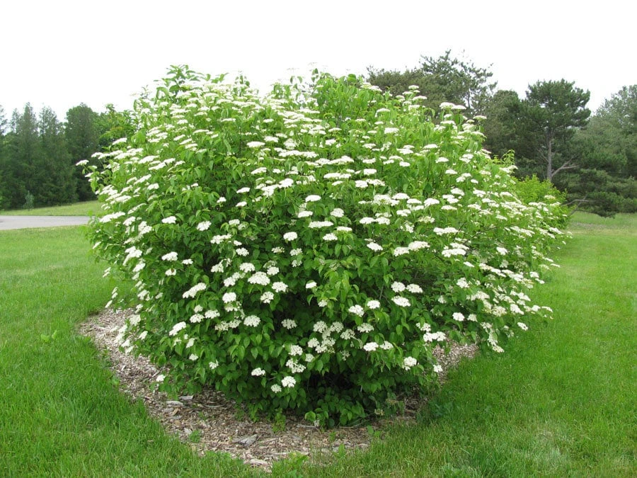 Chicago Lustre Viburnum Shrub – Live Plant – 2.5" Pot – 10-18" Tall – Zones 5-8 - Image 7