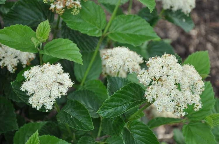 Chicago Lustre Viburnum Shrub – Live Plant – 2.5" Pot – 10-18" Tall – Zones 5-8 - Image 1