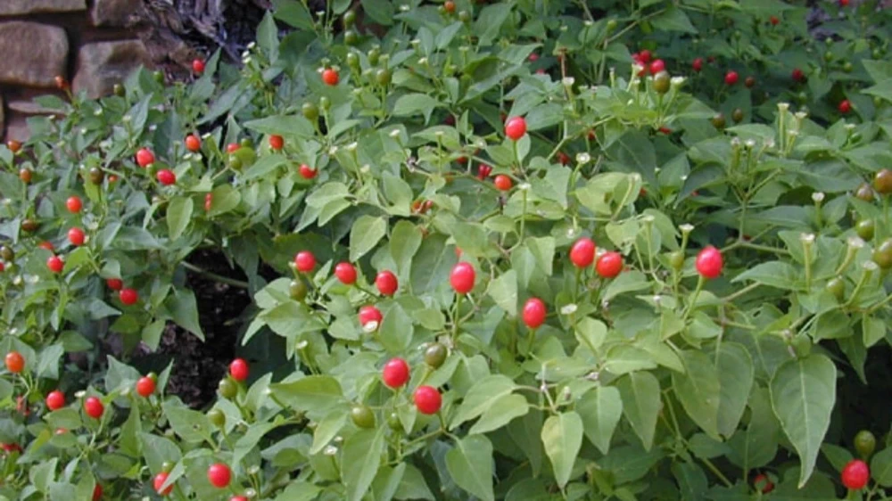 Chile Pequin Live Plant - 1 Gallon Pot - Hot Pepper, Edible Fruit - Image 1
