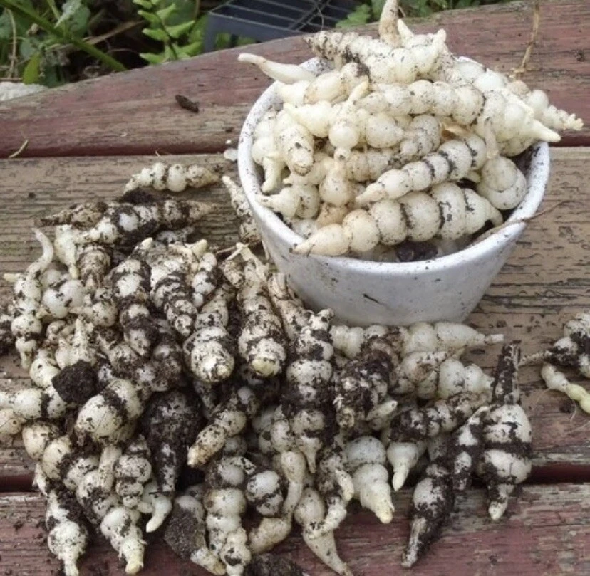 Chinese Artichoke Live Plant – Crosne Stachys Affinis – 3 Small Plants 3-6 inches – Outdoor Vegetable - Image 5