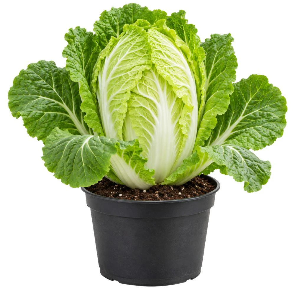 Chinese Cabbage Live Seedlings – 2 Plants, 4 Inch Pot – Starter Vegetable - Image 1