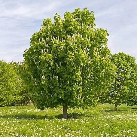 Chinese Chestnut Tree Live Plant – 4 inch Pot – Edible Nut & Shade Tree - Image 1