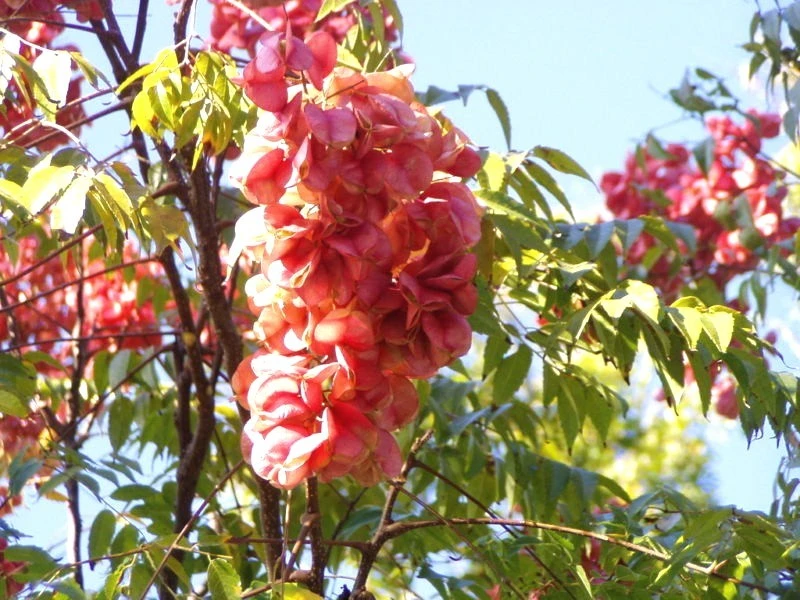 Chinese Golden Rain Tree Seeds - Koelreuteria bipinnata - 10 Seeds - Image 2