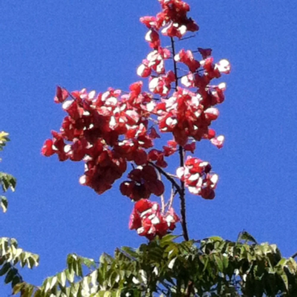 Chinese Golden Rain Tree Seeds - Koelreuteria bipinnata - 10 Seeds - Image 3
