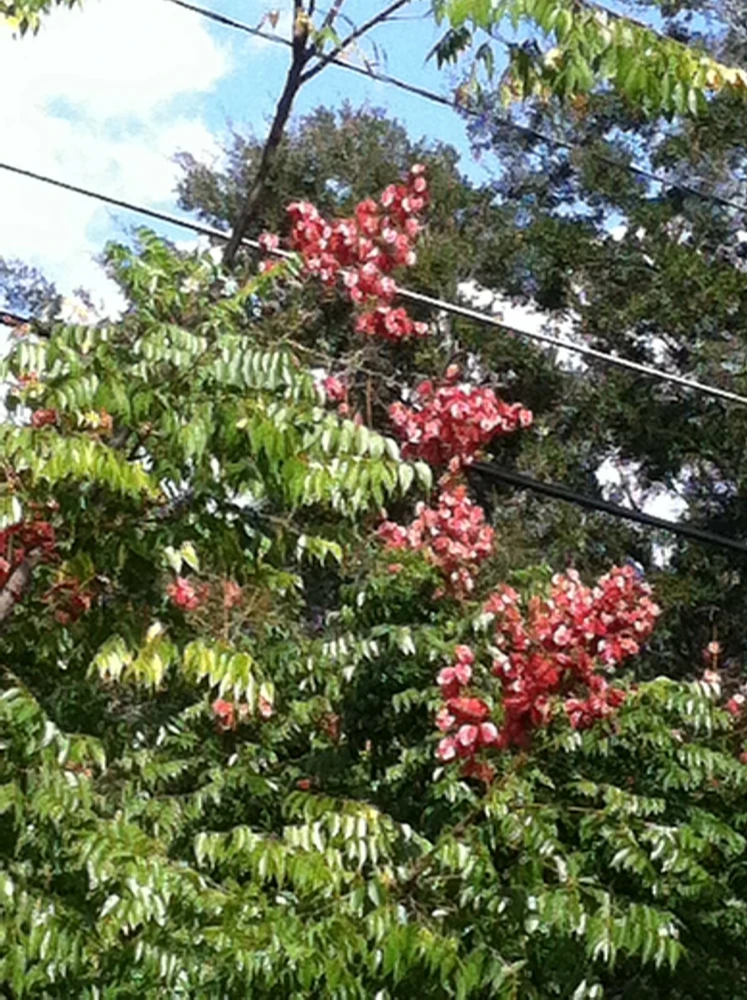 Chinese Golden Rain Tree Seeds - Koelreuteria bipinnata - 10 Seeds - Image 4
