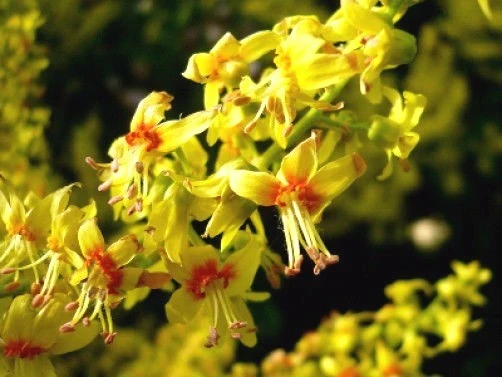 Chinese Golden Rain Tree Seeds - Koelreuteria bipinnata - 10 Seeds - Image 1