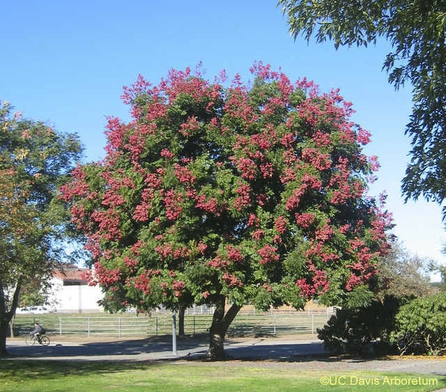 Chinese Golden Rain Tree Seeds - Koelreuteria bipinnata - 10 Seeds - Image 5