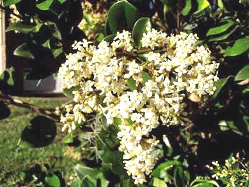 Chinese Privet Seeds - Ligustrum lucidum 10 Seed Packet for Hedge & Shrub - Image 1
