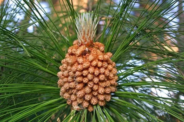 Chir Pine Seeds - Pinus roxburghii - 10 Seeds - Outdoor Tree Seeds - Image 1