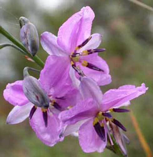 Chocolate Lily Seeds – Arthropodium strictus – 10 Seeds – Flower Seeds - Image 2