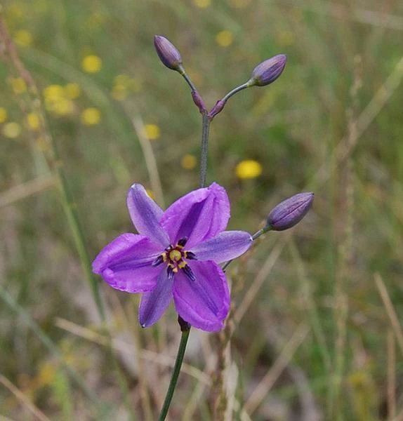 Chocolate Lily Seeds – Arthropodium strictus – 10 Seeds – Flower Seeds - Image 1