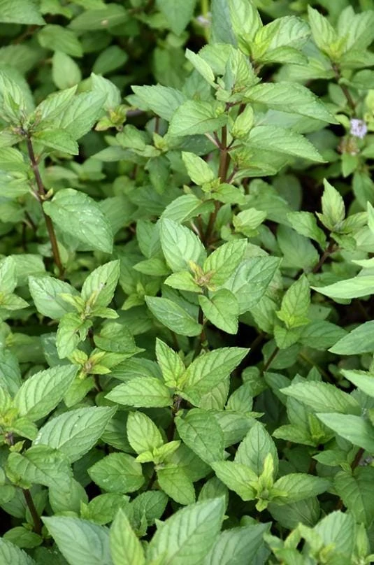 Chocolate Mint Live Plant – 3 inch Pot – Aromatic Culinary Herb for Tea & Garden - Image 1