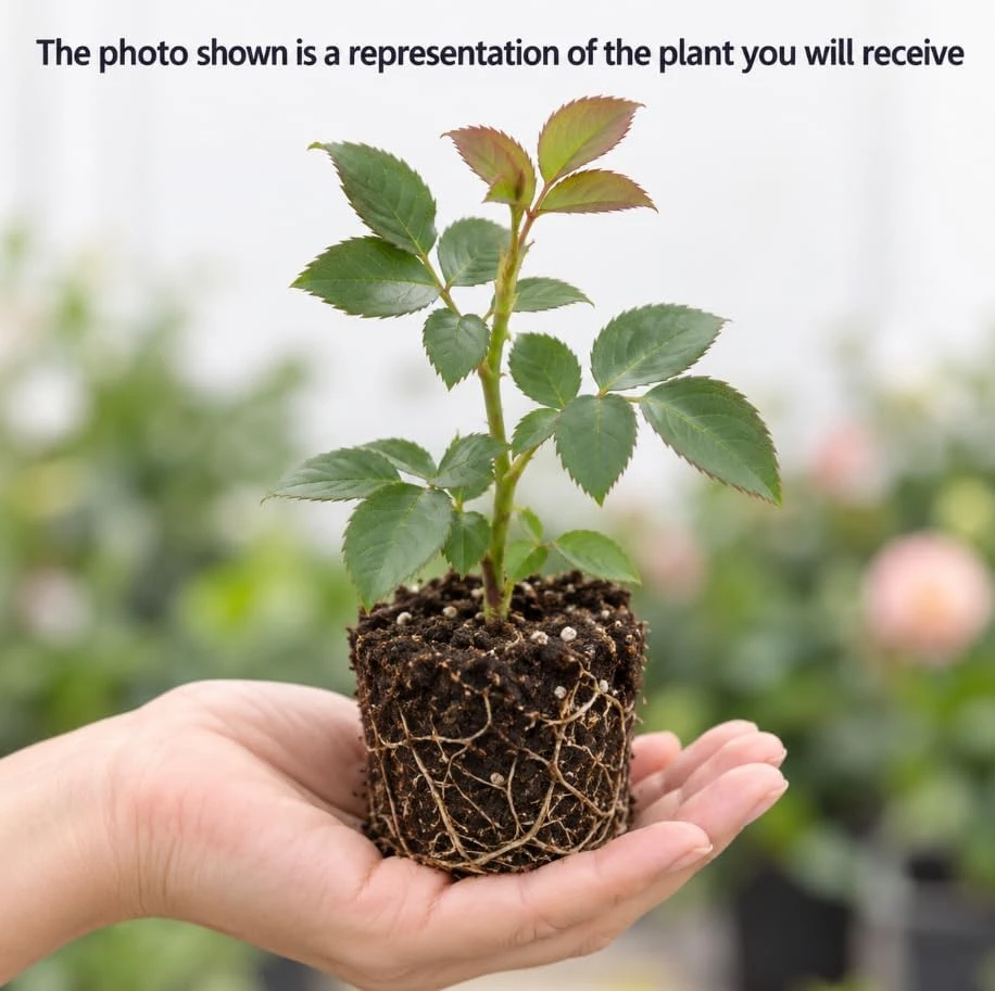 Chocolate Rose Live Plant, 4-7 Inches Tall, Fragrant Reblooming Rose Bush, Full Sun - Image 3