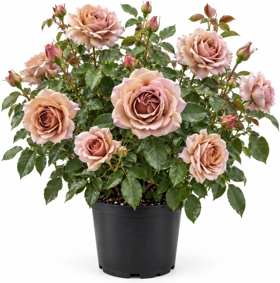 Chocolate Rose Live Plant, 4-7 Inches Tall, Fragrant Reblooming Rose Bush, Full Sun - Image 1