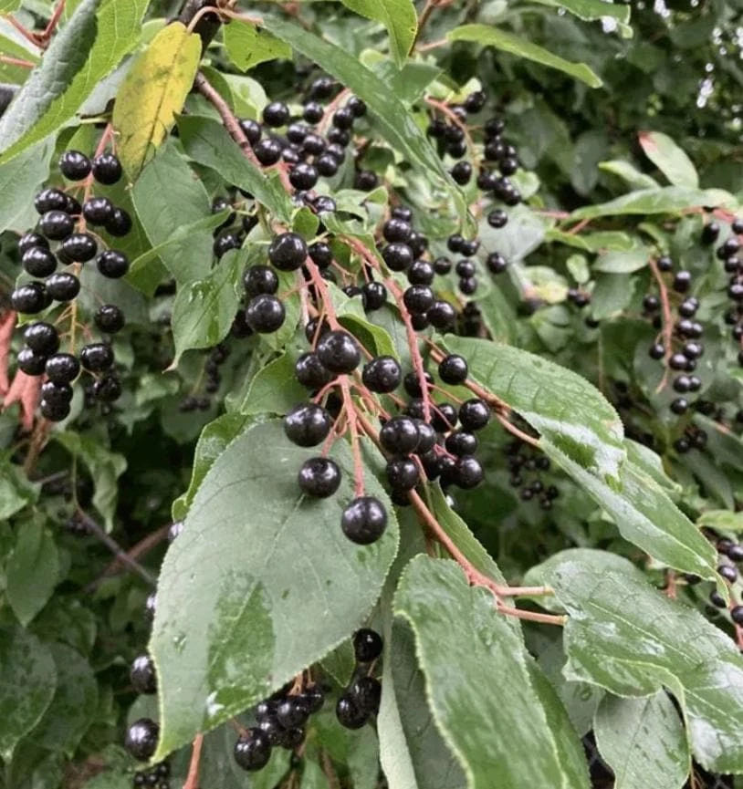 Chokecherry Live Plant – 8" Tall Deciduous Native Fruit Shrub in 5" Pot - Image 1