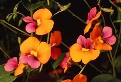 Chorizema diversifolia Flame Pea 10 seeds - Image 1