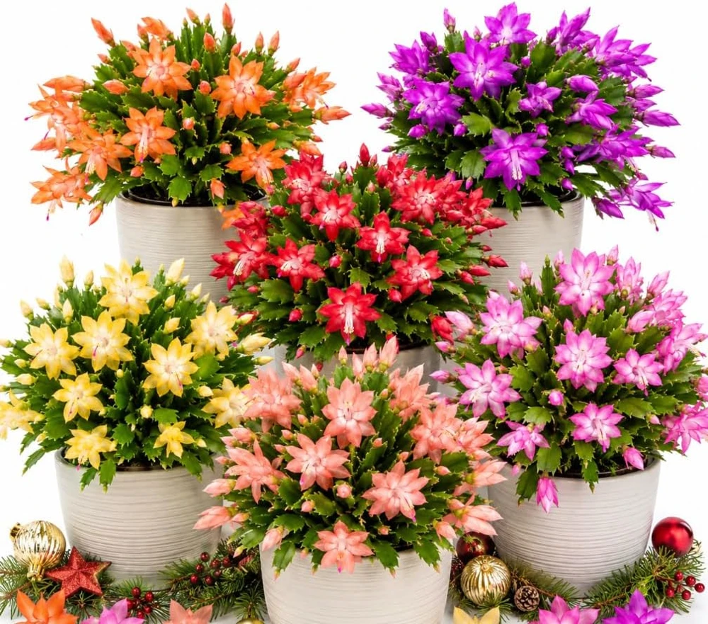 Christmas Cactus Live Plant 4-6in Tall - Random Color Flowering Succulent - Image 1