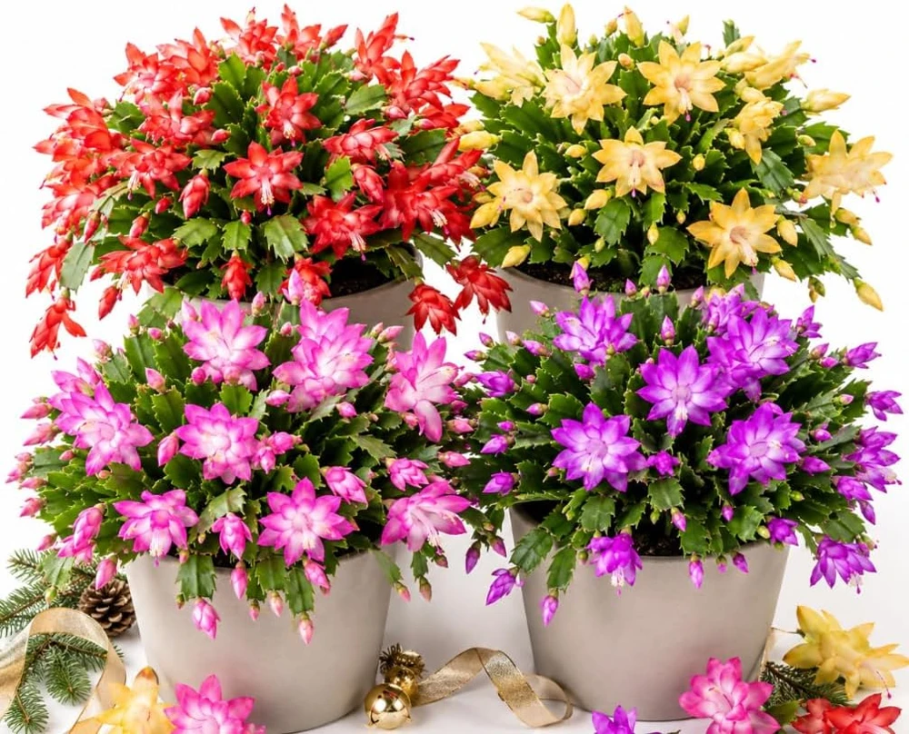 Christmas Cactus Live Plant Set – 3 Mixed Varieties – 4-7 Inches Tall – Winter Blooming Houseplants - Image 1