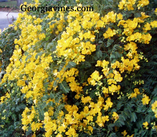 Christmas Senna Shrub Seeds - Cassia bicapsularis - 15 Seeds - Image 1