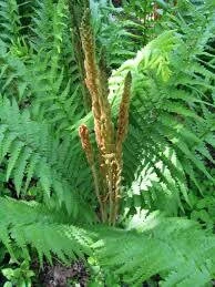 Cinnamon Fern Live Plant โ 5 Healthy Rhizomes โ Hardy Outdoor Fern - Image 2