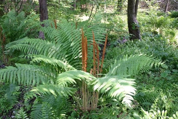 Cinnamon Fern Live Plant โ 5 Healthy Rhizomes โ Hardy Outdoor Fern - Image 3