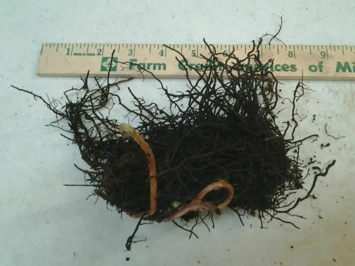 Cinnamon Fern Live Plant โ 5 Healthy Rhizomes โ Hardy Outdoor Fern - Image 4