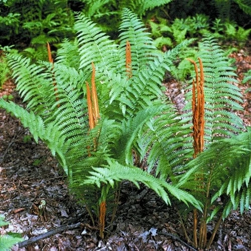 Cinnamon Fern Live Plant – 5 Healthy Rhizomes – Hardy Outdoor Fern - Image 1