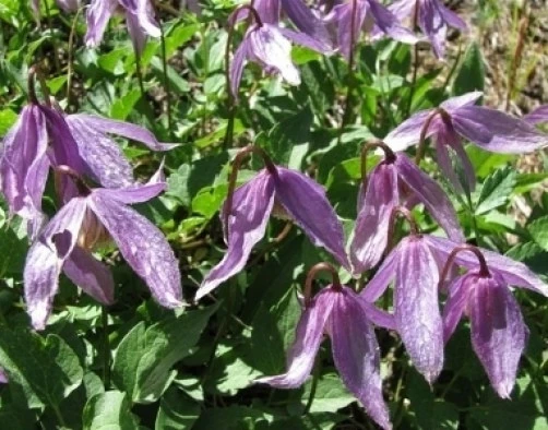 Clematis columbiana Seeds - Rock Clematis Vine Seeds - 10 Seed Pack - Image 1