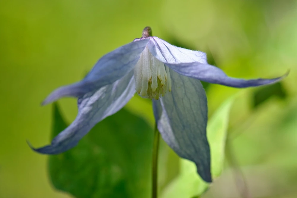 Clematis columbiana Seeds - Rock Clematis Vine Seeds - 10 Seed Pack - Image 3