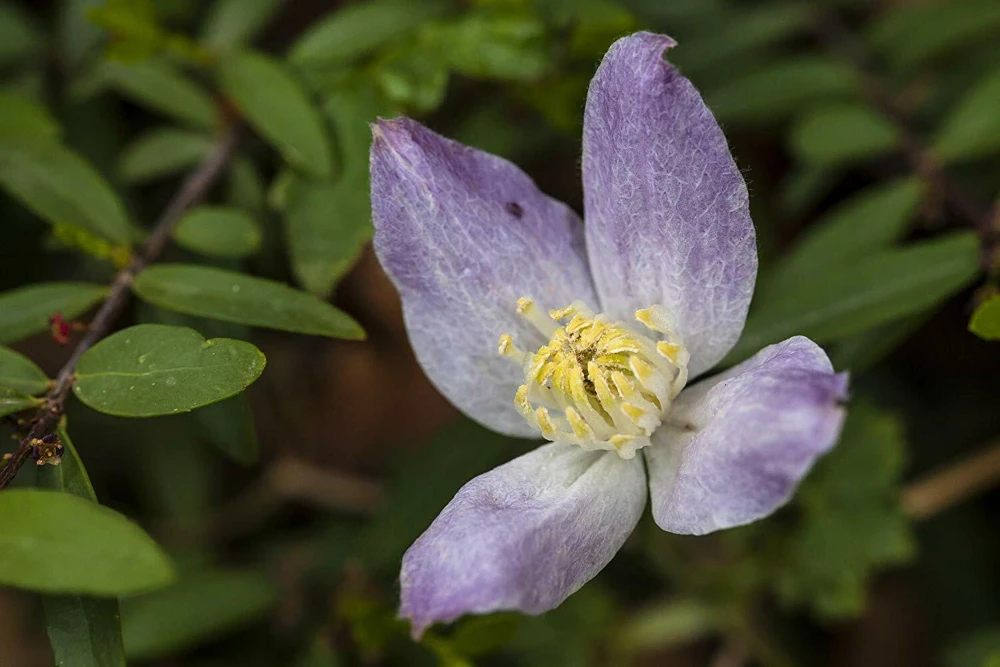Clematis columbiana Seeds - Rock Clematis Vine Seeds - 10 Seed Pack - Image 4
