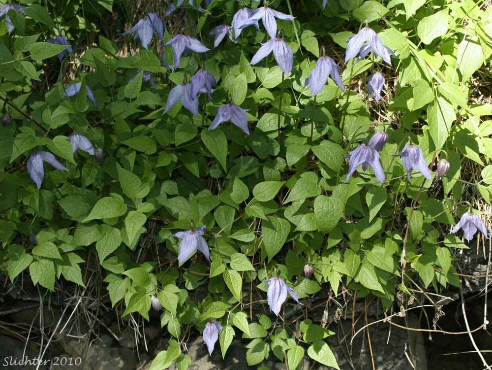 Clematis columbiana Seeds - Rock Clematis Vine Seeds - 10 Seed Pack - Image 5
