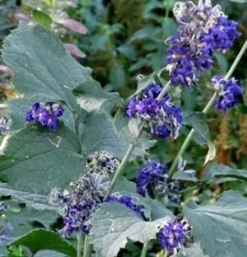Clematis heracleifolia Tube Clematis Seeds - 10 Pack for Garden - Image 2