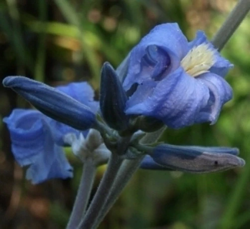 Clematis heracleifolia Tube Clematis Seeds - 10 Pack for Garden - Image 1