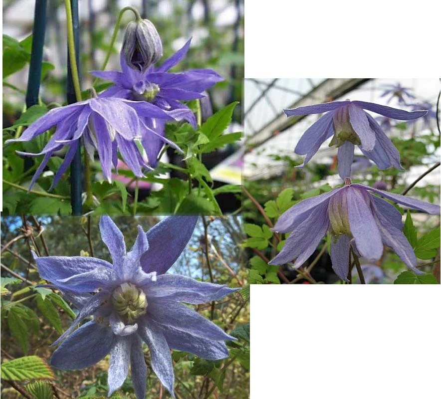 Clematis Macropetala Hybrid Seeds - 10 Count for Vining Flowers, Outdoor - Image 1