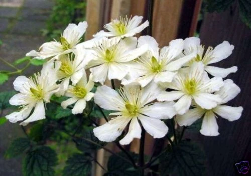 Clematis potaninii Seeds - 10 Seeds for Perennial Climbing Vine - Image 1