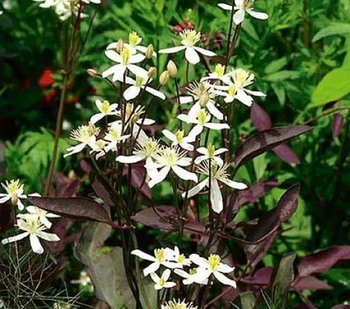 Clematis Recta Purple Seeds – 10 Seeds – Vine Plant – Outdoor - Image 1