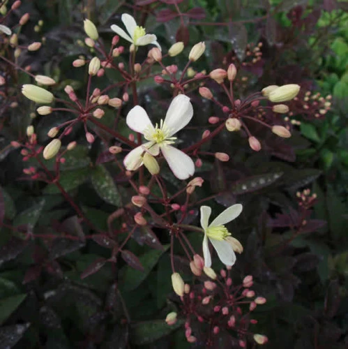 Clematis Recta Purple Seeds – 10 Seeds – Vine Plant – Outdoor - Image 2