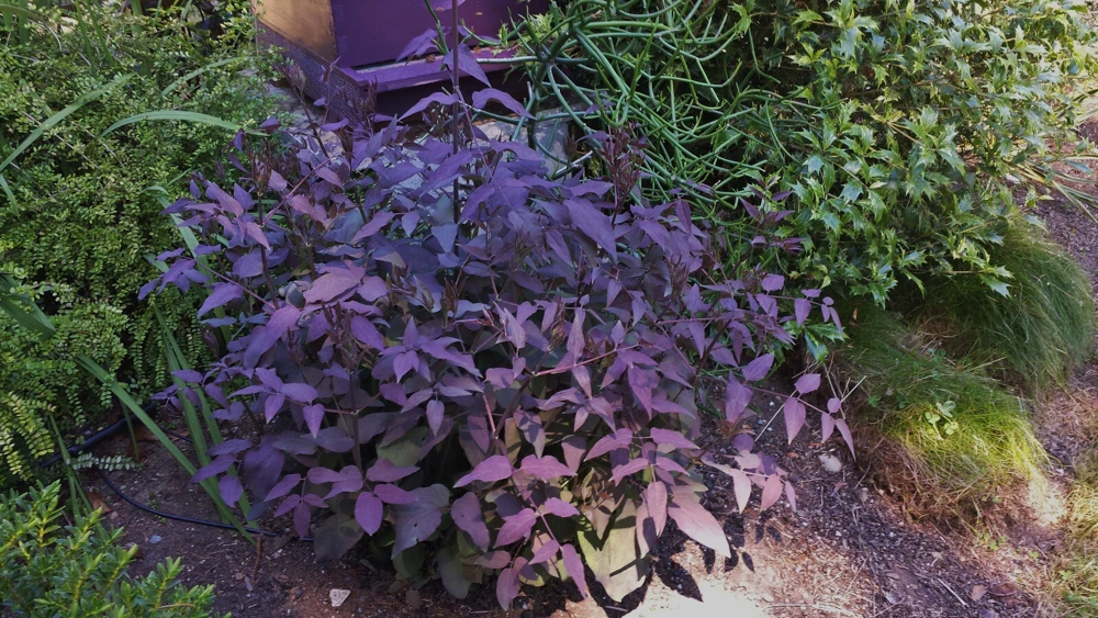 Clematis Recta Purple Seeds – 10 Seeds – Vine Plant – Outdoor - Image 3