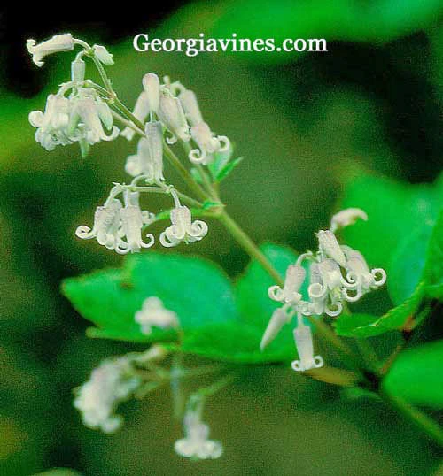 Clematis stans Asian Clematis Seeds – Perennial Vine Seeds – 15 Seeds - Image 1