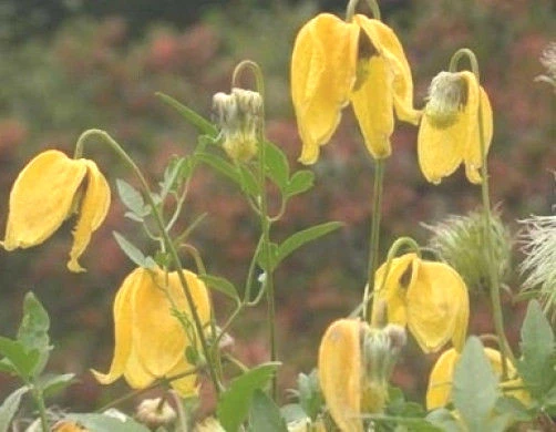 Clematis tangutica Radar Love Seeds - 15 Pack - Vigorous Outdoor Vine - Image 2