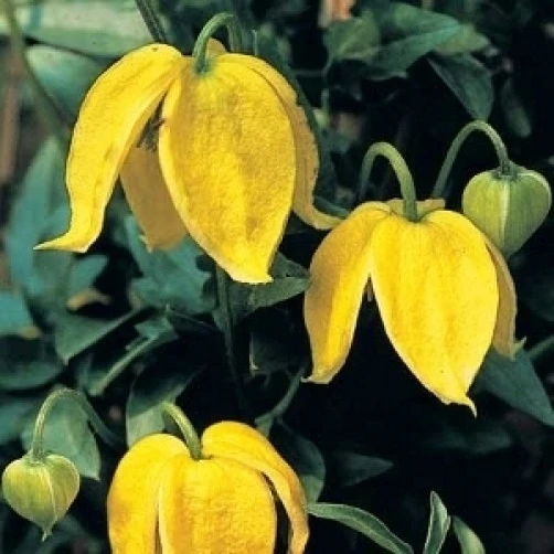 Clematis tangutica Radar Love Seeds - 15 Pack - Vigorous Outdoor Vine - Image 3