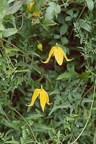 Clematis tangutica Radar Love Seeds - 15 Pack - Vigorous Outdoor Vine - Image 1