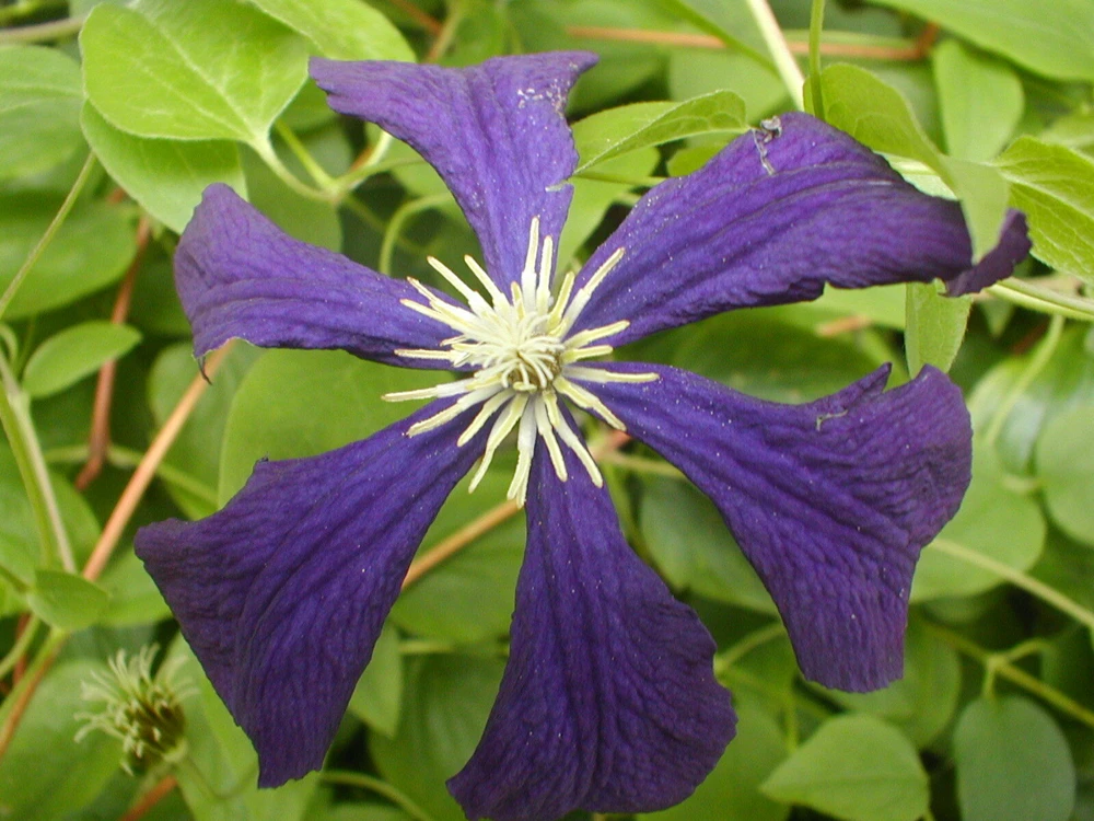 Clematis Viticella Purple Seeds - 10 Count - Vine Seeds for Garden - Image 2