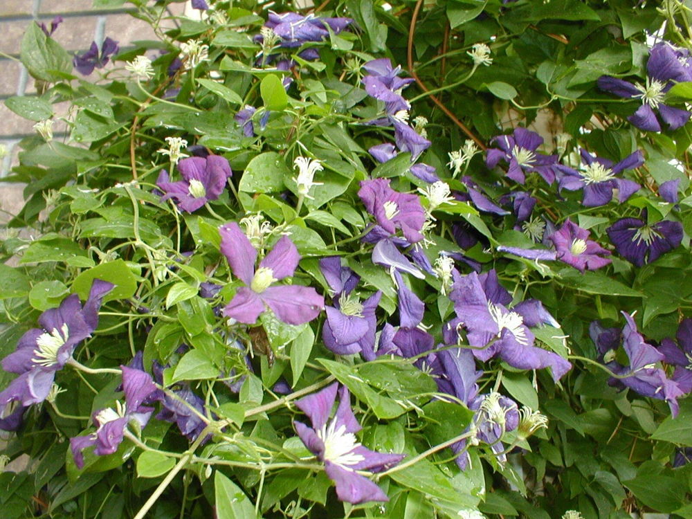 Clematis Viticella Purple Seeds - 10 Count - Vine Seeds for Garden - Image 3
