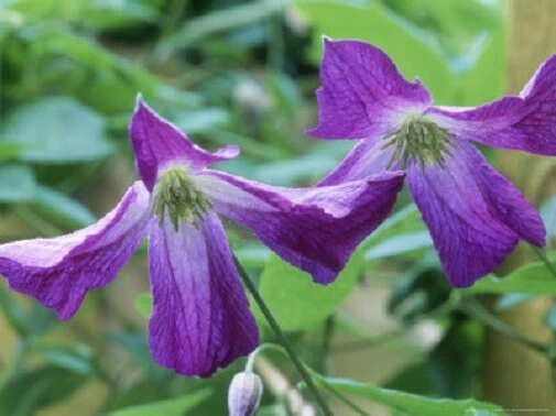 Clematis Viticella Purple Seeds - 10 Count - Vine Seeds for Garden - Image 1