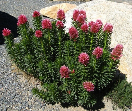 Clementsia rhodantha Rose Crown Seeds - 15 Seeds - Perennial Flower - Image 1