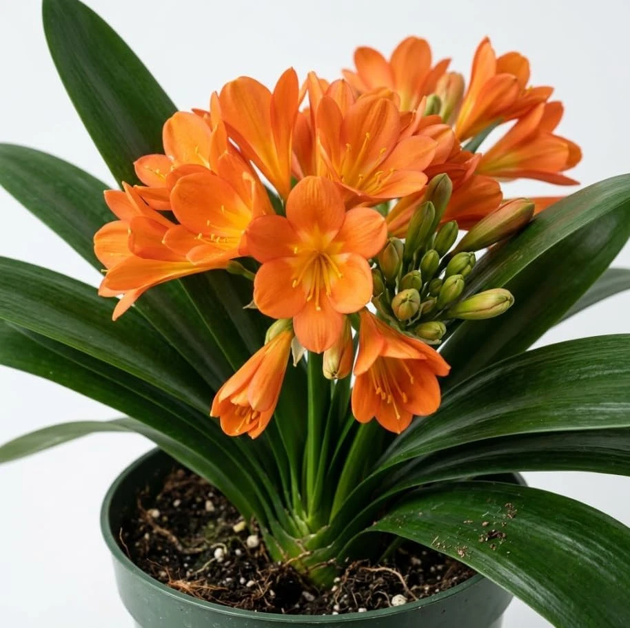 Clivia Miniata Orange Bush Lily Live Plant – 10-12" Tall, 6" Pot – Houseplant - Image 1