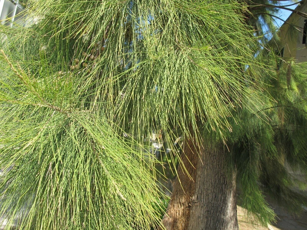 Coastal She-Oak Tree Seeds - Casuarina equisetifolia - 30 Seeds - Image 2