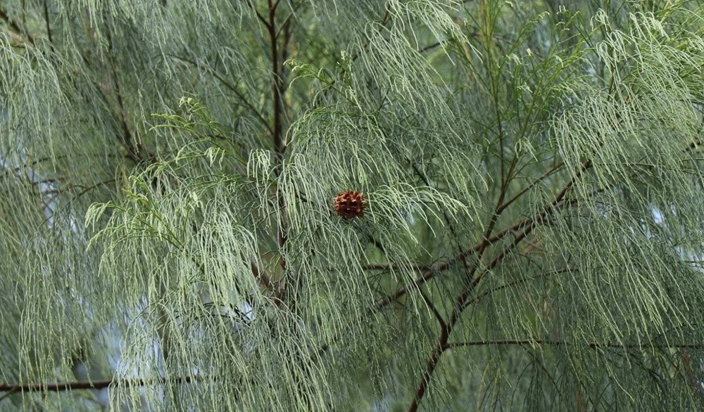 Coastal She-Oak Tree Seeds - Casuarina equisetifolia - 30 Seeds - Image 3